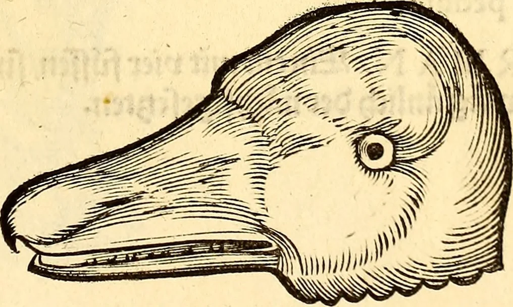 An illustration from Icones animalium quadrupedum uiuiparorum et ouiparorum : quae in Historiae animalium Conradi Gesneri libro I. et II. describuntur, cum nomenclaturis singulorum latinis, graecis, italicis, gallicis, et germanicis plerunque, et aliarum quoque linguarum, certis ordinibus digestae, 1560, leaf 224