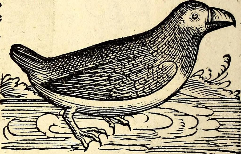 An illustration from Icones animalium quadrupedum uiuiparorum et ouiparorum : quae in Historiae animalium Conradi Gesneri libro I. et II. describuntur, cum nomenclaturis singulorum latinis, graecis, italicis, gallicis, et germanicis plerunque, et aliarum quoque linguarum, certis ordinibus digestae, 1560, leaf 225
