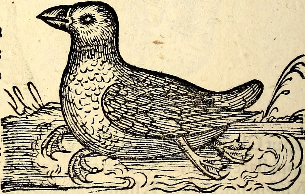 An illustration from Icones animalium quadrupedum uiuiparorum et ouiparorum : quae in Historiae animalium Conradi Gesneri libro I. et II. describuntur, cum nomenclaturis singulorum latinis, graecis, italicis, gallicis, et germanicis plerunque, et aliarum quoque linguarum, certis ordinibus digestae, 1560, leaf 225