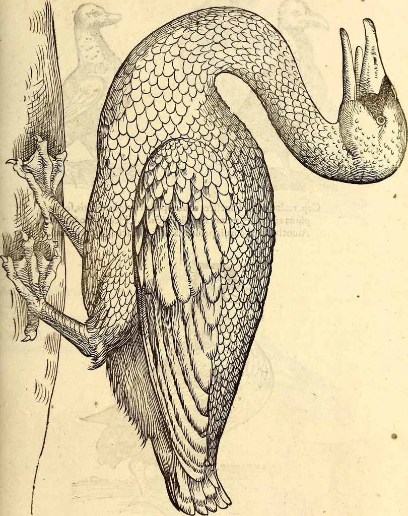 An illustration from Icones animalium quadrupedum uiuiparorum et ouiparorum : quae in Historiae animalium Conradi Gesneri libro I. et II. describuntur, cum nomenclaturis singulorum latinis, graecis, italicis, gallicis, et germanicis plerunque, et aliarum quoque linguarum, certis ordinibus digestae, 1560, leaf 226