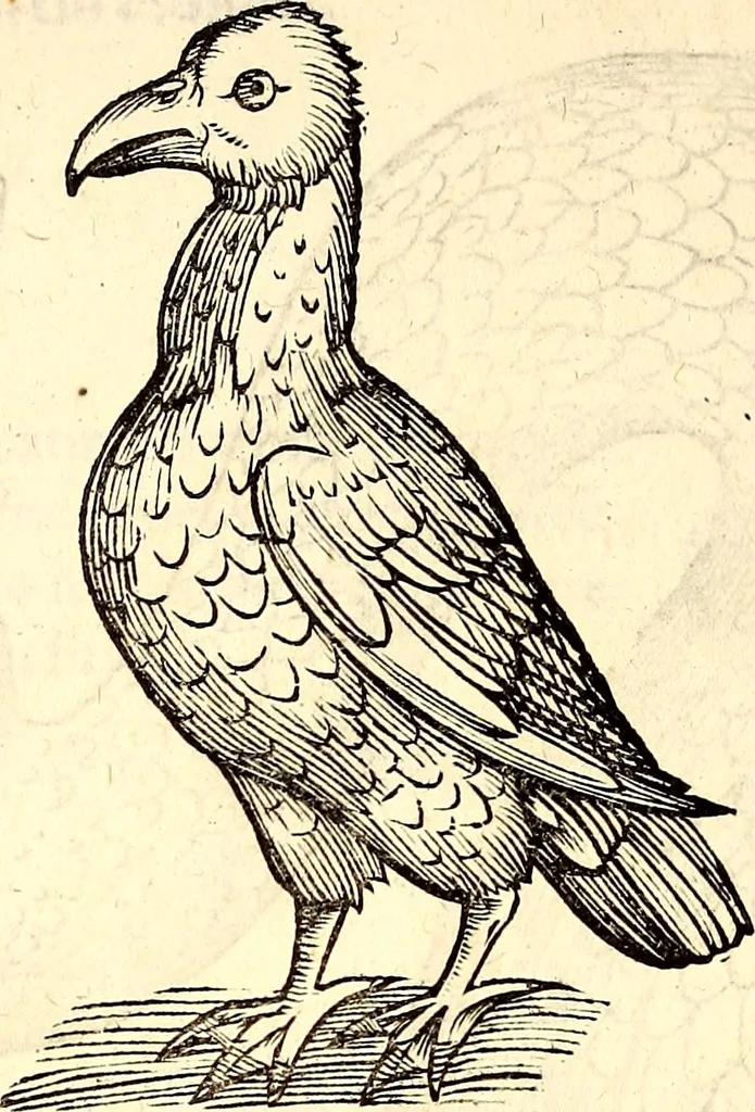 An illustration from Icones animalium quadrupedum uiuiparorum et ouiparorum : quae in Historiae animalium Conradi Gesneri libro I. et II. describuntur, cum nomenclaturis singulorum latinis, graecis, italicis, gallicis, et germanicis plerunque, et aliarum quoque linguarum, certis ordinibus digestae, 1560, leaf 227