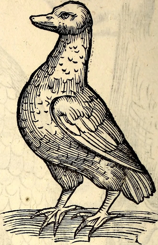 An illustration from Icones animalium quadrupedum uiuiparorum et ouiparorum : quae in Historiae animalium Conradi Gesneri libro I. et II. describuntur, cum nomenclaturis singulorum latinis, graecis, italicis, gallicis, et germanicis plerunque, et aliarum quoque linguarum, certis ordinibus digestae, 1560, leaf 227