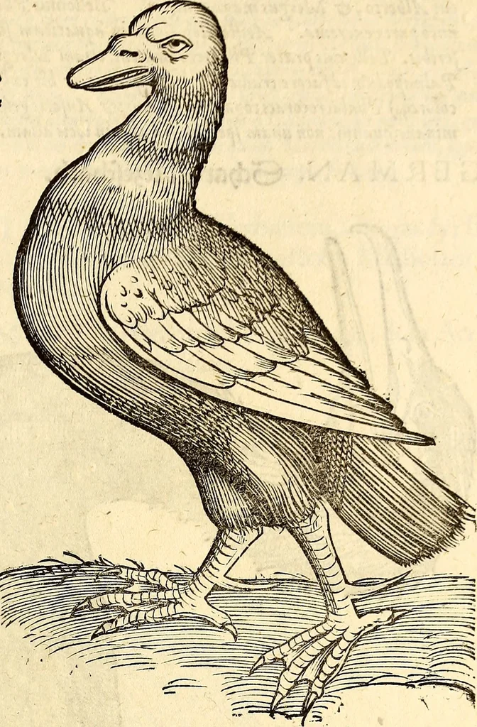 An illustration from Icones animalium quadrupedum uiuiparorum et ouiparorum : quae in Historiae animalium Conradi Gesneri libro I. et II. describuntur, cum nomenclaturis singulorum latinis, graecis, italicis, gallicis, et germanicis plerunque, et aliarum quoque linguarum, certis ordinibus digestae, 1560, leaf 228