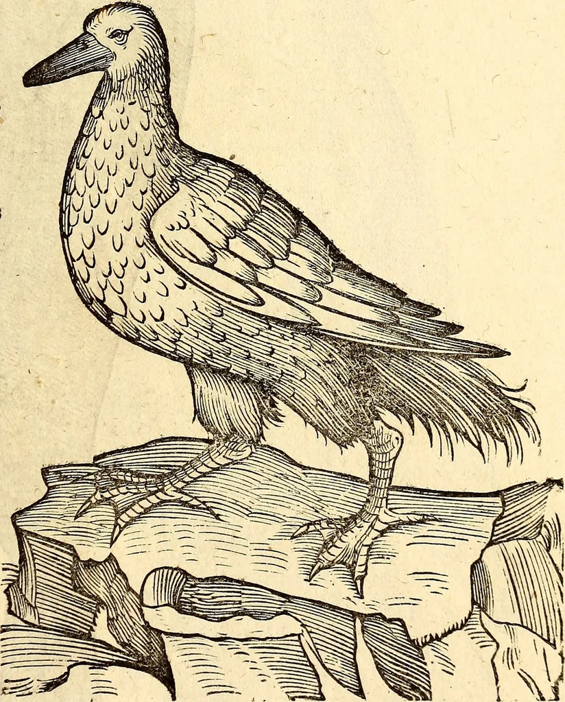 An illustration from Icones animalium quadrupedum uiuiparorum et ouiparorum : quae in Historiae animalium Conradi Gesneri libro I. et II. describuntur, cum nomenclaturis singulorum latinis, graecis, italicis, gallicis, et germanicis plerunque, et aliarum quoque linguarum, certis ordinibus digestae, 1560, leaf 228