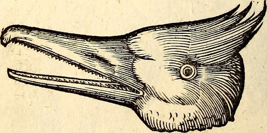 An illustration from Icones animalium quadrupedum uiuiparorum et ouiparorum : quae in Historiae animalium Conradi Gesneri libro I. et II. describuntur, cum nomenclaturis singulorum latinis, graecis, italicis, gallicis, et germanicis plerunque, et aliarum quoque linguarum, certis ordinibus digestae, 1560, leaf 231