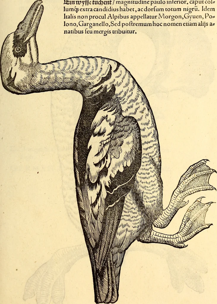 An illustration from Icones animalium quadrupedum uiuiparorum et ouiparorum : quae in Historiae animalium Conradi Gesneri libro I. et II. describuntur, cum nomenclaturis singulorum latinis, graecis, italicis, gallicis, et germanicis plerunque, et aliarum quoque linguarum, certis ordinibus digestae, 1560, leaf 232
