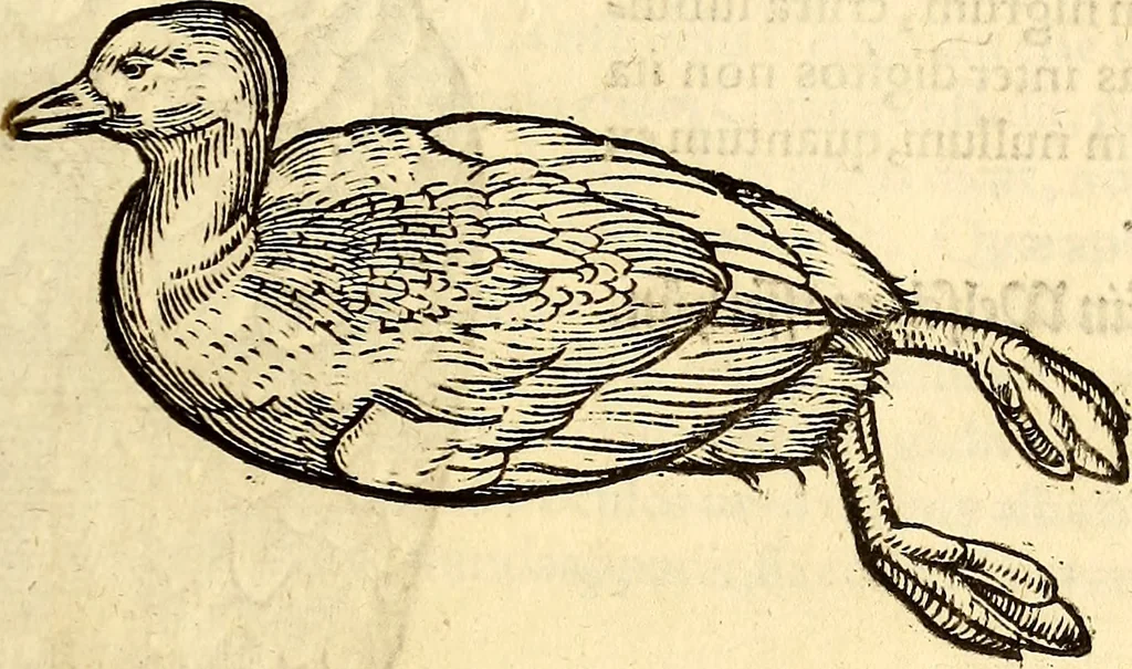 An illustration from Icones animalium quadrupedum uiuiparorum et ouiparorum : quae in Historiae animalium Conradi Gesneri libro I. et II. describuntur, cum nomenclaturis singulorum latinis, graecis, italicis, gallicis, et germanicis plerunque, et aliarum quoque linguarum, certis ordinibus digestae, 1560, leaf 234