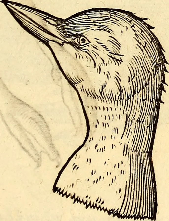 An illustration from Icones animalium quadrupedum uiuiparorum et ouiparorum : quae in Historiae animalium Conradi Gesneri libro I. et II. describuntur, cum nomenclaturis singulorum latinis, graecis, italicis, gallicis, et germanicis plerunque, et aliarum quoque linguarum, certis ordinibus digestae, 1560, leaf 234
