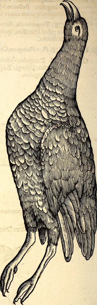 An illustration from Icones animalium quadrupedum uiuiparorum et ouiparorum : quae in Historiae animalium Conradi Gesneri libro I. et II. describuntur, cum nomenclaturis singulorum latinis, graecis, italicis, gallicis, et germanicis plerunque, et aliarum quoque linguarum, certis ordinibus digestae, 1560, leaf 235