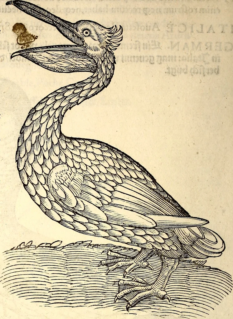 An illustration from Icones animalium quadrupedum uiuiparorum et ouiparorum : quae in Historiae animalium Conradi Gesneri libro I. et II. describuntur, cum nomenclaturis singulorum latinis, graecis, italicis, gallicis, et germanicis plerunque, et aliarum quoque linguarum, certis ordinibus digestae, 1560, leaf 239