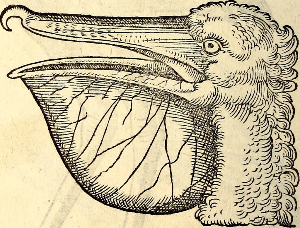 An illustration from Icones animalium quadrupedum uiuiparorum et ouiparorum : quae in Historiae animalium Conradi Gesneri libro I. et II. describuntur, cum nomenclaturis singulorum latinis, graecis, italicis, gallicis, et germanicis plerunque, et aliarum quoque linguarum, certis ordinibus digestae, 1560, leaf 239