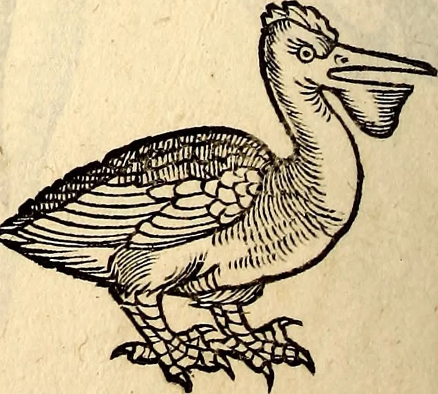 An illustration from Icones animalium quadrupedum uiuiparorum et ouiparorum : quae in Historiae animalium Conradi Gesneri libro I. et II. describuntur, cum nomenclaturis singulorum latinis, graecis, italicis, gallicis, et germanicis plerunque, et aliarum quoque linguarum, certis ordinibus digestae, 1560, leaf 239