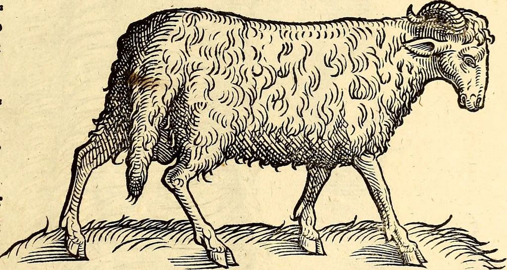 An illustration from Icones animalium quadrupedum uiuiparorum et ouiparorum : quae in Historiae animalium Conradi Gesneri libro I. et II. describuntur, cum nomenclaturis singulorum latinis, graecis, italicis, gallicis, et germanicis plerunque, et aliarum quoque linguarum, certis ordinibus digestae, 1560, leaf 24