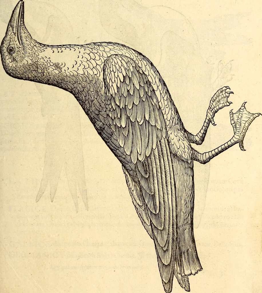 An illustration from Icones animalium quadrupedum uiuiparorum et ouiparorum : quae in Historiae animalium Conradi Gesneri libro I. et II. describuntur, cum nomenclaturis singulorum latinis, graecis, italicis, gallicis, et germanicis plerunque, et aliarum quoque linguarum, certis ordinibus digestae, 1560, leaf 240