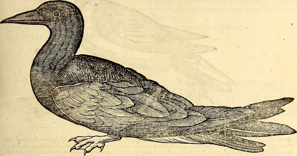 An illustration from Icones animalium quadrupedum uiuiparorum et ouiparorum : quae in Historiae animalium Conradi Gesneri libro I. et II. describuntur, cum nomenclaturis singulorum latinis, graecis, italicis, gallicis, et germanicis plerunque, et aliarum quoque linguarum, certis ordinibus digestae, 1560, leaf 242