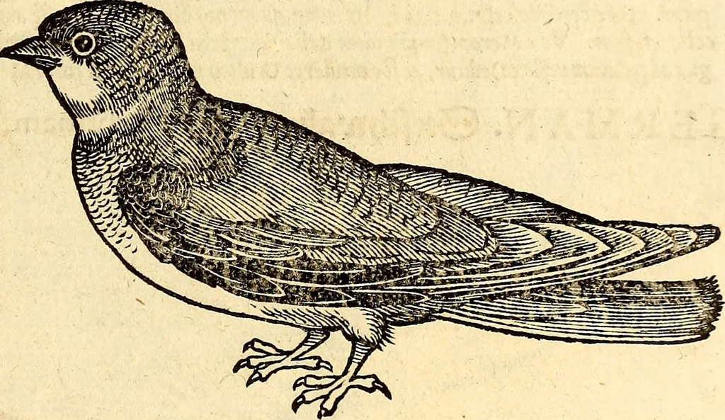 An illustration from Icones animalium quadrupedum uiuiparorum et ouiparorum : quae in Historiae animalium Conradi Gesneri libro I. et II. describuntur, cum nomenclaturis singulorum latinis, graecis, italicis, gallicis, et germanicis plerunque, et aliarum quoque linguarum, certis ordinibus digestae, 1560, leaf 242