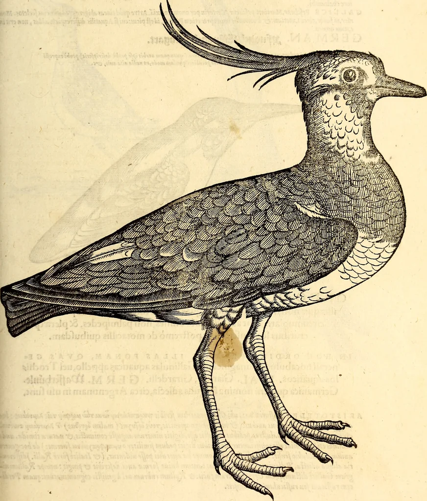 An illustration from Icones animalium quadrupedum uiuiparorum et ouiparorum : quae in Historiae animalium Conradi Gesneri libro I. et II. describuntur, cum nomenclaturis singulorum latinis, graecis, italicis, gallicis, et germanicis plerunque, et aliarum quoque linguarum, certis ordinibus digestae, 1560, leaf 244