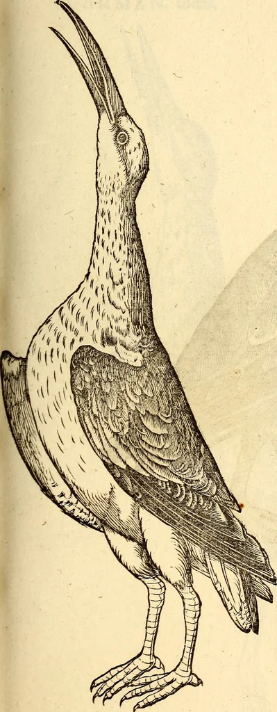 An illustration from Icones animalium quadrupedum uiuiparorum et ouiparorum : quae in Historiae animalium Conradi Gesneri libro I. et II. describuntur, cum nomenclaturis singulorum latinis, graecis, italicis, gallicis, et germanicis plerunque, et aliarum quoque linguarum, certis ordinibus digestae, 1560, leaf 248