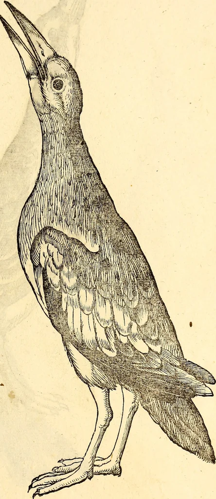An illustration from Icones animalium quadrupedum uiuiparorum et ouiparorum : quae in Historiae animalium Conradi Gesneri libro I. et II. describuntur, cum nomenclaturis singulorum latinis, graecis, italicis, gallicis, et germanicis plerunque, et aliarum quoque linguarum, certis ordinibus digestae, 1560, leaf 248