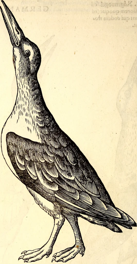 An illustration from Icones animalium quadrupedum uiuiparorum et ouiparorum : quae in Historiae animalium Conradi Gesneri libro I. et II. describuntur, cum nomenclaturis singulorum latinis, graecis, italicis, gallicis, et germanicis plerunque, et aliarum quoque linguarum, certis ordinibus digestae, 1560, leaf 249