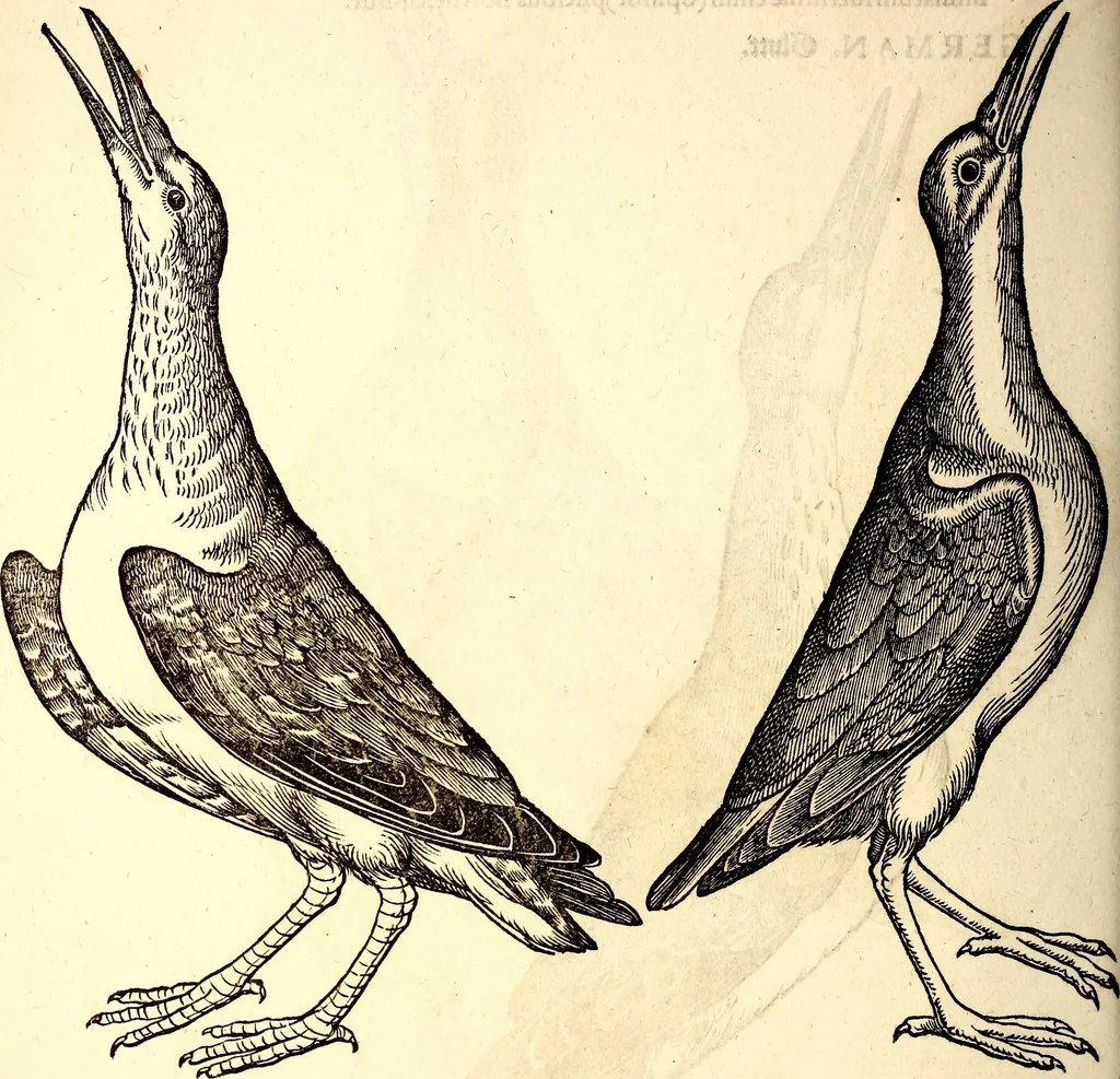An illustration from Icones animalium quadrupedum uiuiparorum et ouiparorum : quae in Historiae animalium Conradi Gesneri libro I. et II. describuntur, cum nomenclaturis singulorum latinis, graecis, italicis, gallicis, et germanicis plerunque, et aliarum quoque linguarum, certis ordinibus digestae, 1560, leaf 251