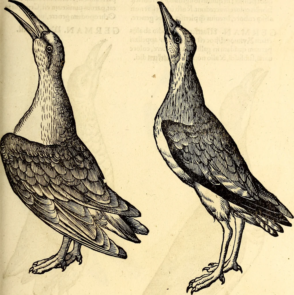 An illustration from Icones animalium quadrupedum uiuiparorum et ouiparorum : quae in Historiae animalium Conradi Gesneri libro I. et II. describuntur, cum nomenclaturis singulorum latinis, graecis, italicis, gallicis, et germanicis plerunque, et aliarum quoque linguarum, certis ordinibus digestae, 1560, leaf 252