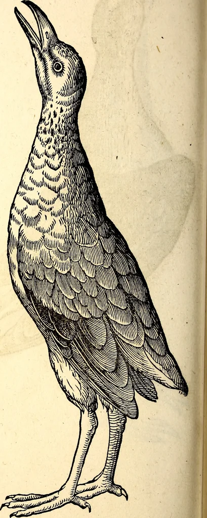 An illustration from Icones animalium quadrupedum uiuiparorum et ouiparorum : quae in Historiae animalium Conradi Gesneri libro I. et II. describuntur, cum nomenclaturis singulorum latinis, graecis, italicis, gallicis, et germanicis plerunque, et aliarum quoque linguarum, certis ordinibus digestae, 1560, leaf 253
