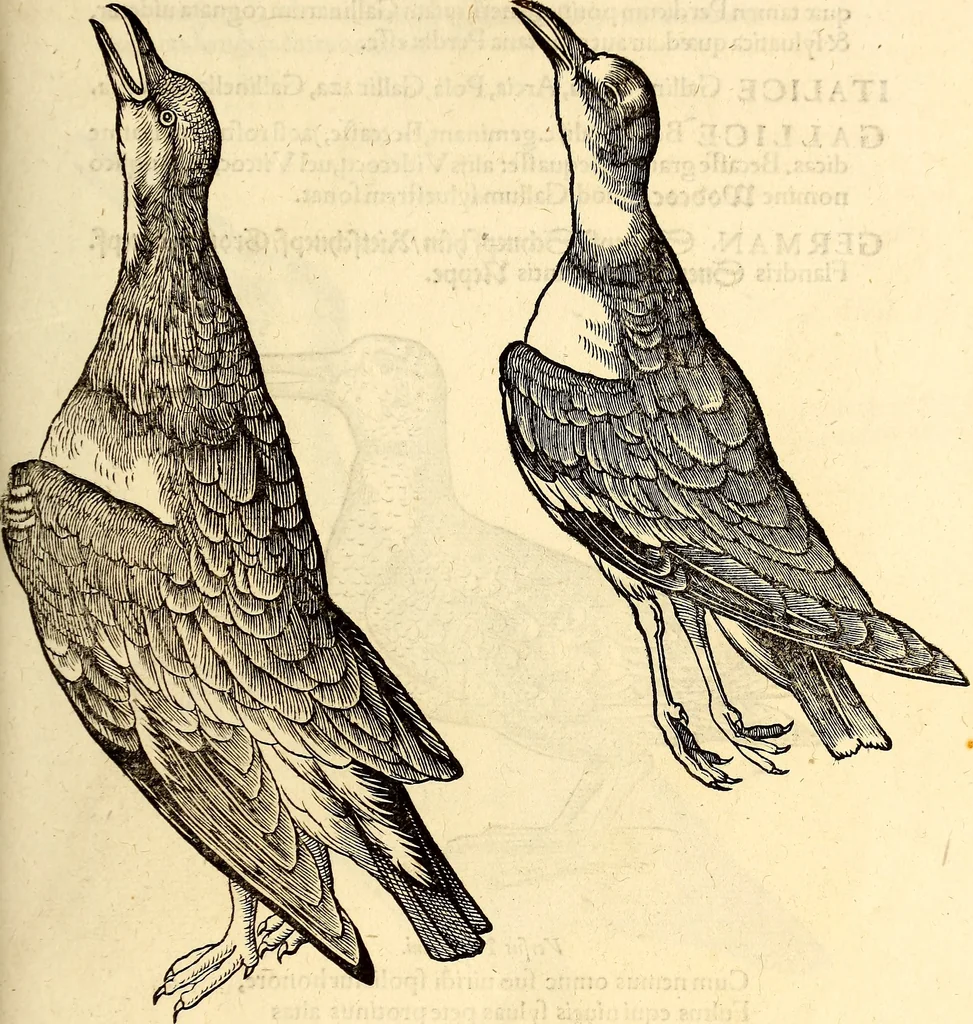 An illustration from Icones animalium quadrupedum uiuiparorum et ouiparorum : quae in Historiae animalium Conradi Gesneri libro I. et II. describuntur, cum nomenclaturis singulorum latinis, graecis, italicis, gallicis, et germanicis plerunque, et aliarum quoque linguarum, certis ordinibus digestae, 1560, leaf 254