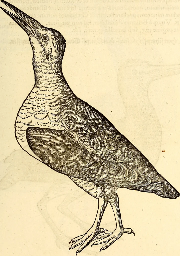 An illustration from Icones animalium quadrupedum uiuiparorum et ouiparorum : quae in Historiae animalium Conradi Gesneri libro I. et II. describuntur, cum nomenclaturis singulorum latinis, graecis, italicis, gallicis, et germanicis plerunque, et aliarum quoque linguarum, certis ordinibus digestae, 1560, leaf 256
