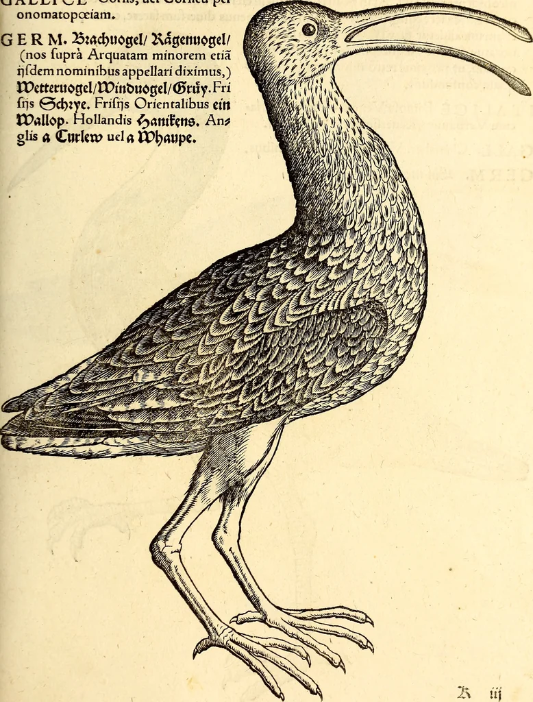 An illustration from Icones animalium quadrupedum uiuiparorum et ouiparorum : quae in Historiae animalium Conradi Gesneri libro I. et II. describuntur, cum nomenclaturis singulorum latinis, graecis, italicis, gallicis, et germanicis plerunque, et aliarum quoque linguarum, certis ordinibus digestae, 1560, leaf 258
