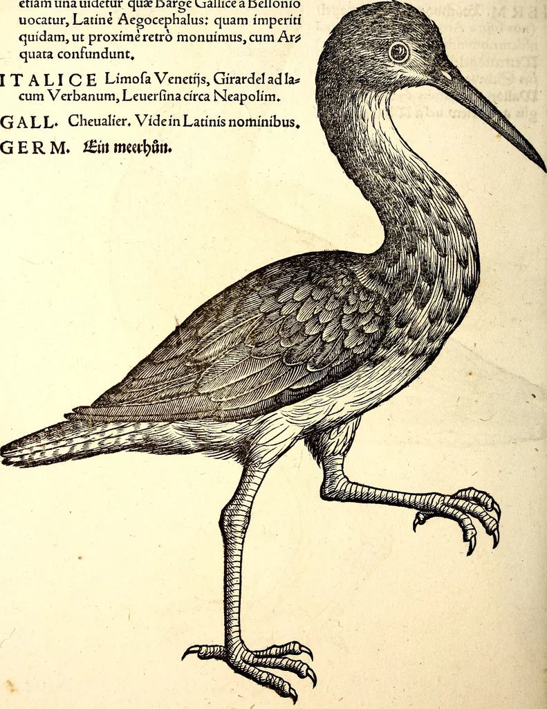 An illustration from Icones animalium quadrupedum uiuiparorum et ouiparorum : quae in Historiae animalium Conradi Gesneri libro I. et II. describuntur, cum nomenclaturis singulorum latinis, graecis, italicis, gallicis, et germanicis plerunque, et aliarum quoque linguarum, certis ordinibus digestae, 1560, leaf 259