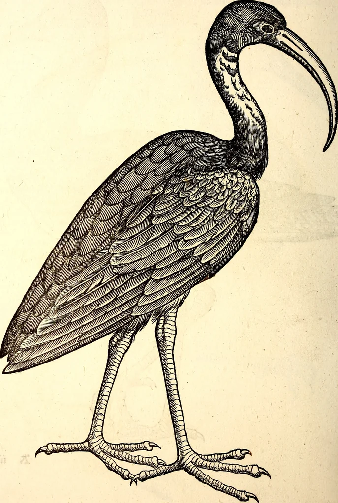 An illustration from Icones animalium quadrupedum uiuiparorum et ouiparorum : quae in Historiae animalium Conradi Gesneri libro I. et II. describuntur, cum nomenclaturis singulorum latinis, graecis, italicis, gallicis, et germanicis plerunque, et aliarum quoque linguarum, certis ordinibus digestae, 1560, leaf 261