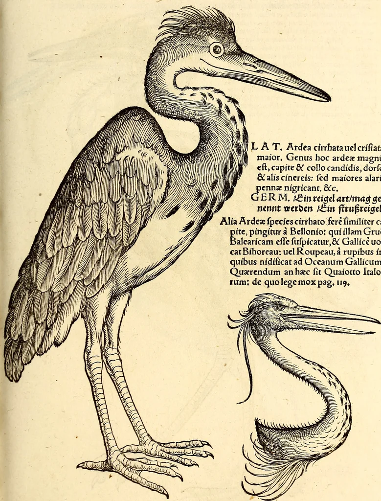 An illustration from Icones animalium quadrupedum uiuiparorum et ouiparorum : quae in Historiae animalium Conradi Gesneri libro I. et II. describuntur, cum nomenclaturis singulorum latinis, graecis, italicis, gallicis, et germanicis plerunque, et aliarum quoque linguarum, certis ordinibus digestae, 1560, leaf 262