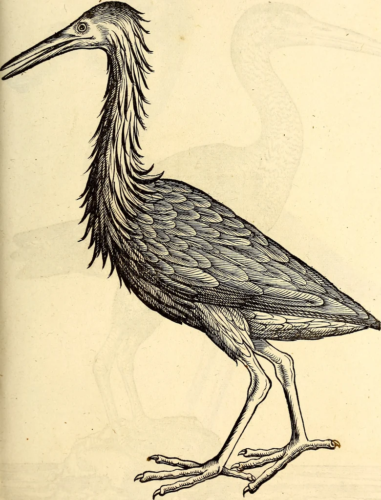 An illustration from Icones animalium quadrupedum uiuiparorum et ouiparorum : quae in Historiae animalium Conradi Gesneri libro I. et II. describuntur, cum nomenclaturis singulorum latinis, graecis, italicis, gallicis, et germanicis plerunque, et aliarum quoque linguarum, certis ordinibus digestae, 1560, leaf 264