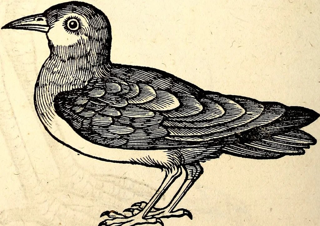 An illustration from Icones animalium quadrupedum uiuiparorum et ouiparorum : quae in Historiae animalium Conradi Gesneri libro I. et II. describuntur, cum nomenclaturis singulorum latinis, graecis, italicis, gallicis, et germanicis plerunque, et aliarum quoque linguarum, certis ordinibus digestae, 1560, leaf 267