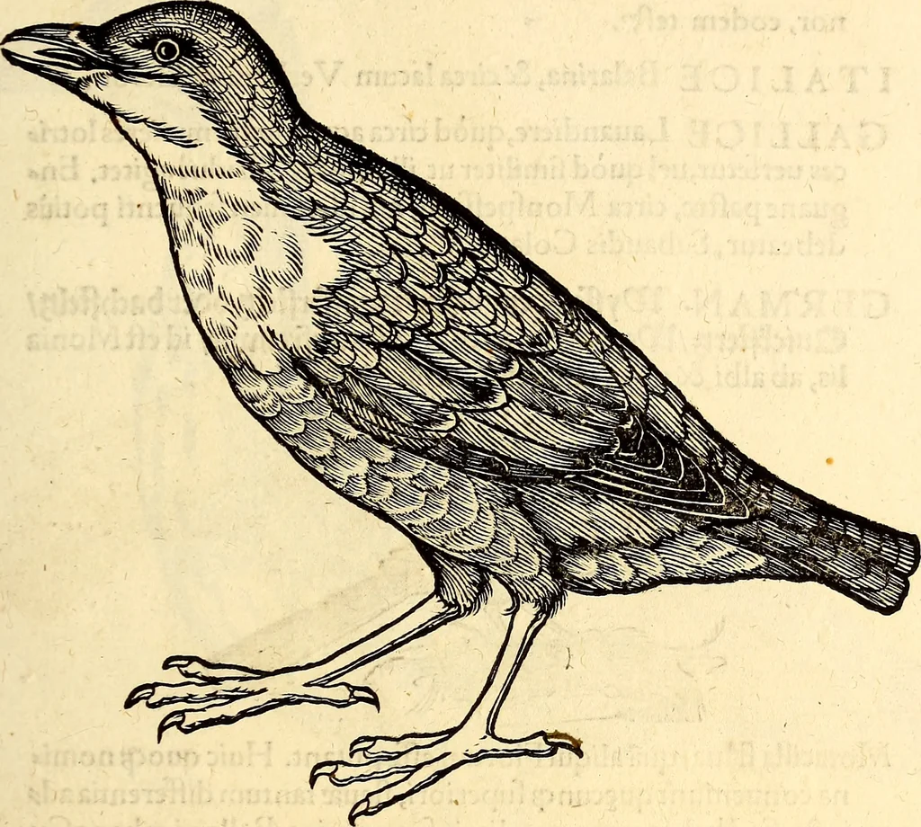 An illustration from Icones animalium quadrupedum uiuiparorum et ouiparorum : quae in Historiae animalium Conradi Gesneri libro I. et II. describuntur, cum nomenclaturis singulorum latinis, graecis, italicis, gallicis, et germanicis plerunque, et aliarum quoque linguarum, certis ordinibus digestae, 1560, leaf 268