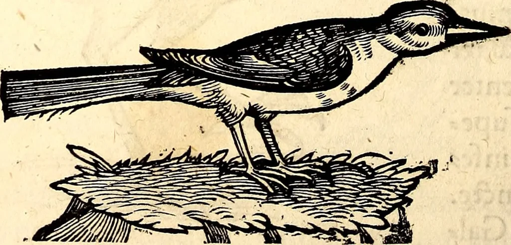 An illustration from Icones animalium quadrupedum uiuiparorum et ouiparorum : quae in Historiae animalium Conradi Gesneri libro I. et II. describuntur, cum nomenclaturis singulorum latinis, graecis, italicis, gallicis, et germanicis plerunque, et aliarum quoque linguarum, certis ordinibus digestae, 1560, leaf 269