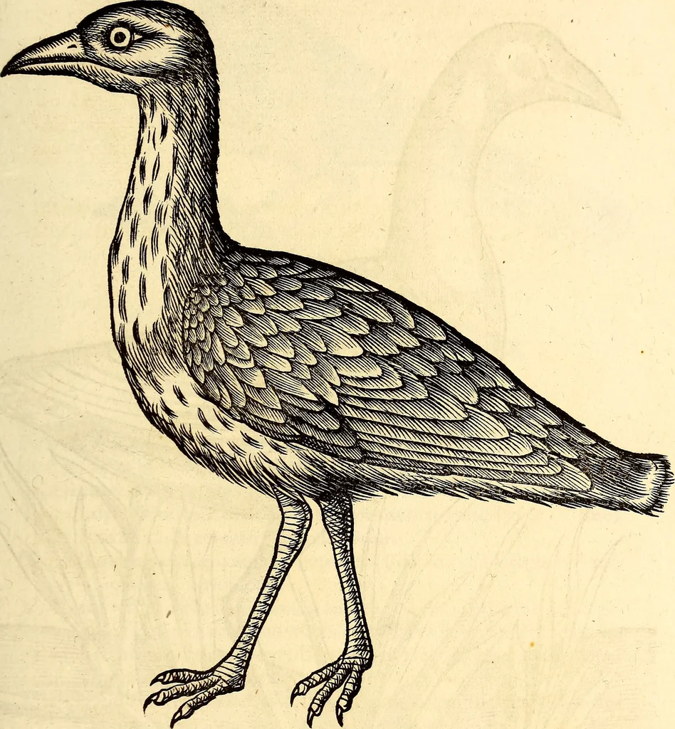 An illustration from Icones animalium quadrupedum uiuiparorum et ouiparorum : quae in Historiae animalium Conradi Gesneri libro I. et II. describuntur, cum nomenclaturis singulorum latinis, graecis, italicis, gallicis, et germanicis plerunque, et aliarum quoque linguarum, certis ordinibus digestae, 1560, leaf 270