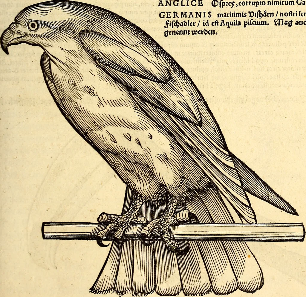 An illustration from Icones animalium quadrupedum uiuiparorum et ouiparorum : quae in Historiae animalium Conradi Gesneri libro I. et II. describuntur, cum nomenclaturis singulorum latinis, graecis, italicis, gallicis, et germanicis plerunque, et aliarum quoque linguarum, certis ordinibus digestae, 1560, leaf 274