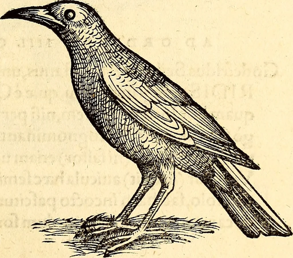 An illustration from Icones animalium quadrupedum uiuiparorum et ouiparorum : quae in Historiae animalium Conradi Gesneri libro I. et II. describuntur, cum nomenclaturis singulorum latinis, graecis, italicis, gallicis, et germanicis plerunque, et aliarum quoque linguarum, certis ordinibus digestae, 1560, leaf 276