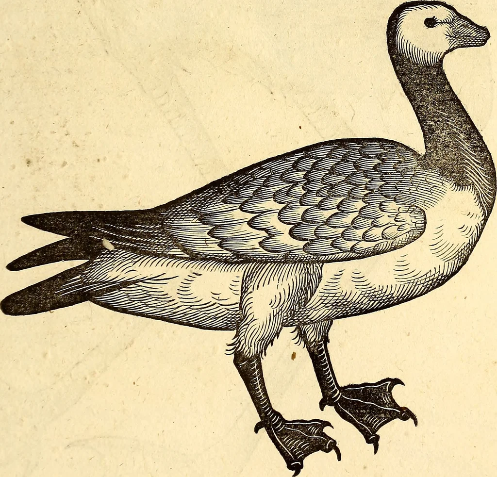 An illustration from Icones animalium quadrupedum uiuiparorum et ouiparorum : quae in Historiae animalium Conradi Gesneri libro I. et II. describuntur, cum nomenclaturis singulorum latinis, graecis, italicis, gallicis, et germanicis plerunque, et aliarum quoque linguarum, certis ordinibus digestae, 1560, leaf 280
