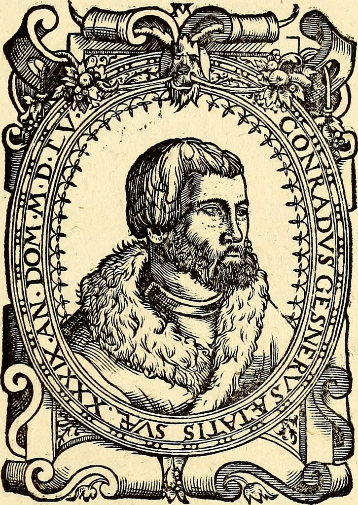 An illustration from Icones animalium quadrupedum uiuiparorum et ouiparorum : quae in Historiae animalium Conradi Gesneri libro I. et II. describuntur, cum nomenclaturis singulorum latinis, graecis, italicis, gallicis, et germanicis plerunque, et aliarum quoque linguarum, certis ordinibus digestae, 1560, leaf 292