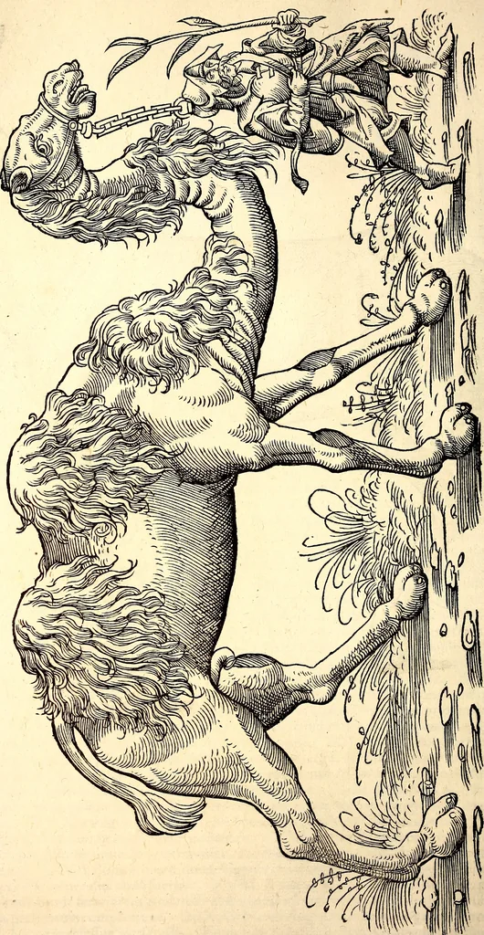 An illustration from Icones animalium quadrupedum uiuiparorum et ouiparorum : quae in Historiae animalium Conradi Gesneri libro I. et II. describuntur, cum nomenclaturis singulorum latinis, graecis, italicis, gallicis, et germanicis plerunque, et aliarum quoque linguarum, certis ordinibus digestae, 1560, leaf 31