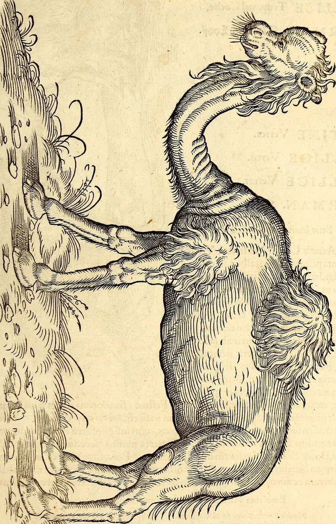 An illustration from Icones animalium quadrupedum uiuiparorum et ouiparorum : quae in Historiae animalium Conradi Gesneri libro I. et II. describuntur, cum nomenclaturis singulorum latinis, graecis, italicis, gallicis, et germanicis plerunque, et aliarum quoque linguarum, certis ordinibus digestae, 1560, leaf 32
