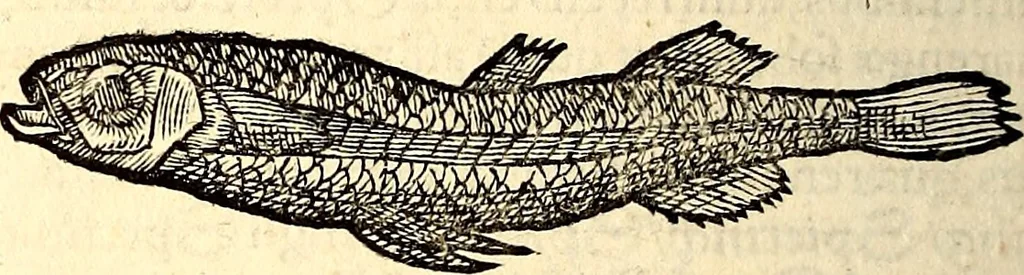 An illustration from Icones animalium quadrupedum uiuiparorum et ouiparorum : quae in Historiae animalium Conradi Gesneri libro I. et II. describuntur, cum nomenclaturis singulorum latinis, graecis, italicis, gallicis, et germanicis plerunque, et aliarum quoque linguarum, certis ordinibus digestae, 1560, leaf 323