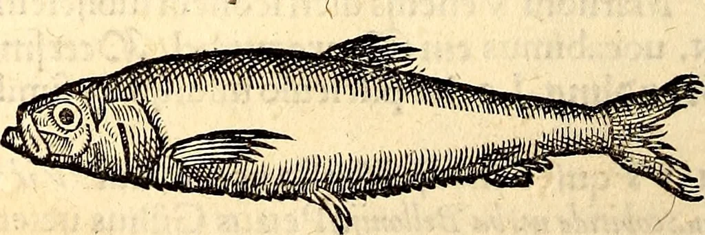 An illustration from Icones animalium quadrupedum uiuiparorum et ouiparorum : quae in Historiae animalium Conradi Gesneri libro I. et II. describuntur, cum nomenclaturis singulorum latinis, graecis, italicis, gallicis, et germanicis plerunque, et aliarum quoque linguarum, certis ordinibus digestae, 1560, leaf 323