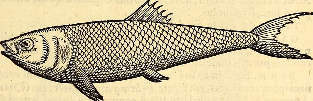 An illustration from Icones animalium quadrupedum uiuiparorum et ouiparorum : quae in Historiae animalium Conradi Gesneri libro I. et II. describuntur, cum nomenclaturis singulorum latinis, graecis, italicis, gallicis, et germanicis plerunque, et aliarum quoque linguarum, certis ordinibus digestae, 1560, leaf 324