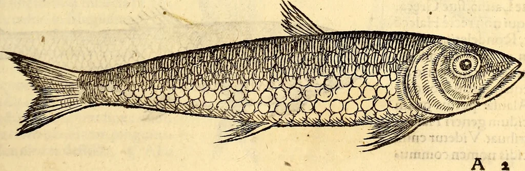 An illustration from Icones animalium quadrupedum uiuiparorum et ouiparorum : quae in Historiae animalium Conradi Gesneri libro I. et II. describuntur, cum nomenclaturis singulorum latinis, graecis, italicis, gallicis, et germanicis plerunque, et aliarum quoque linguarum, certis ordinibus digestae, 1560, leaf 324