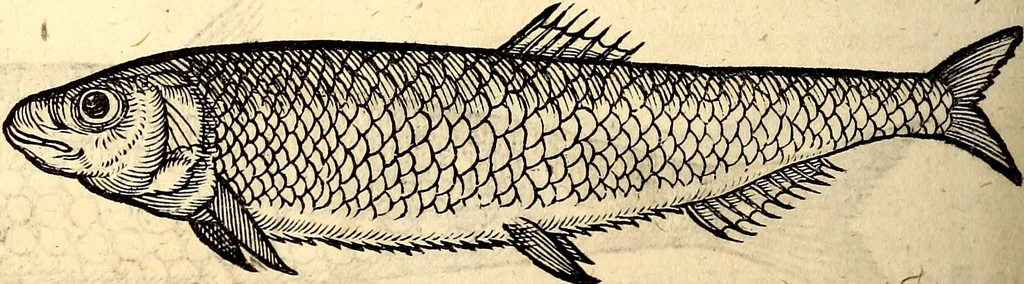 An illustration from Icones animalium quadrupedum uiuiparorum et ouiparorum : quae in Historiae animalium Conradi Gesneri libro I. et II. describuntur, cum nomenclaturis singulorum latinis, graecis, italicis, gallicis, et germanicis plerunque, et aliarum quoque linguarum, certis ordinibus digestae, 1560, leaf 325