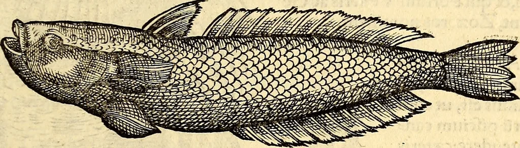An illustration from Icones animalium quadrupedum uiuiparorum et ouiparorum : quae in Historiae animalium Conradi Gesneri libro I. et II. describuntur, cum nomenclaturis singulorum latinis, graecis, italicis, gallicis, et germanicis plerunque, et aliarum quoque linguarum, certis ordinibus digestae, 1560, leaf 328